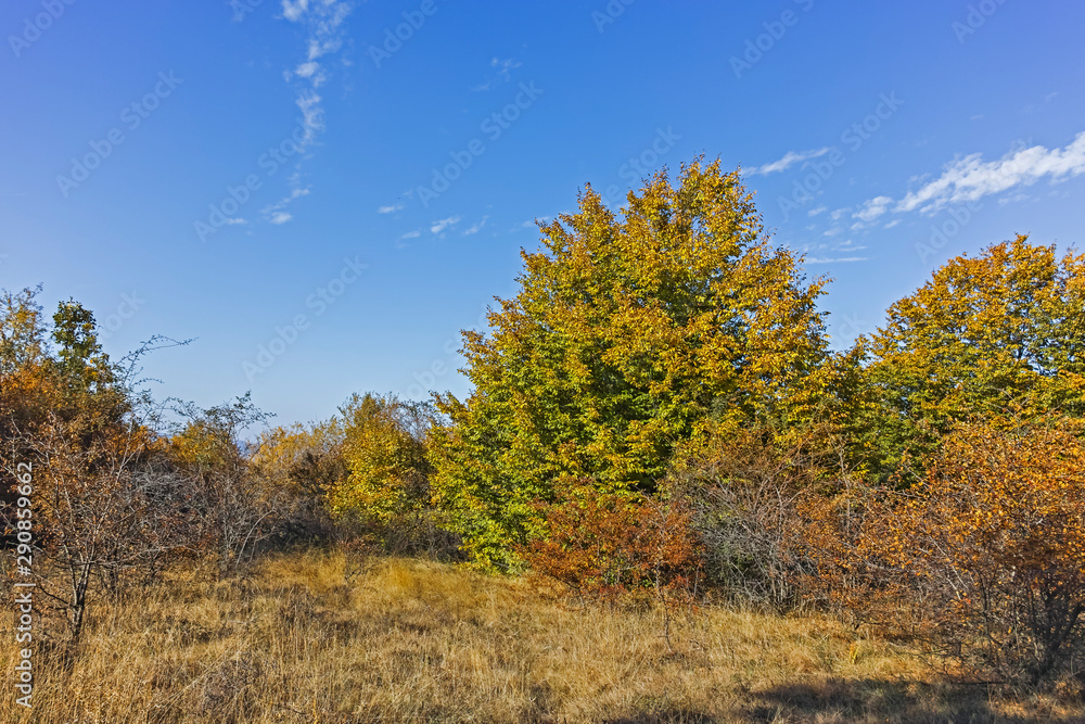 Fototapeta premium Autumn view of Cherna Gora (Monte Negro) mountain, Bulgaria
