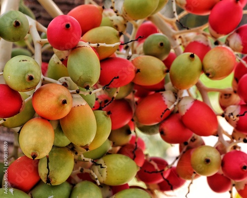 apples and pears photo