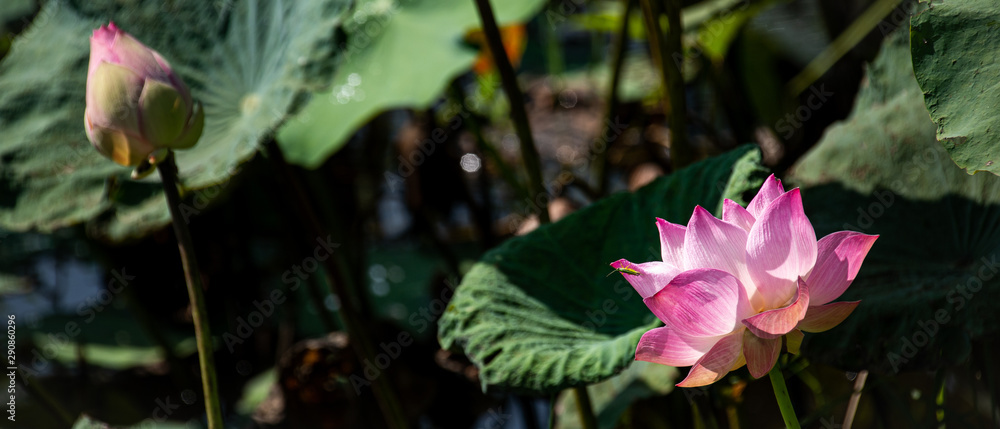 Φωτογραφία Closeup beautiful sweet pink Lotus flower ( Water Lily ) isolated on blurred background in the bright sunny day