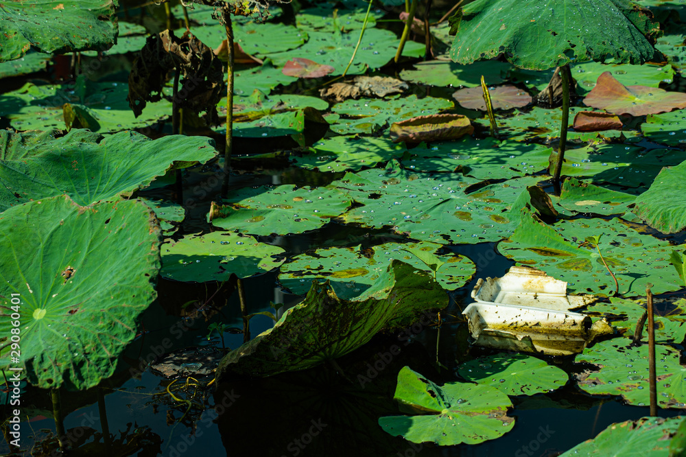 Used Plastic container left in big pond with green Lotus leaves, environment concept. Used Plastic container left in big pond with green Lotus leaves, environment concept.