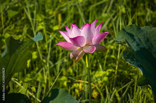 Pretty blooming sweet pink Lotus flower isolated with blurred green weeds background on bright sunny day.