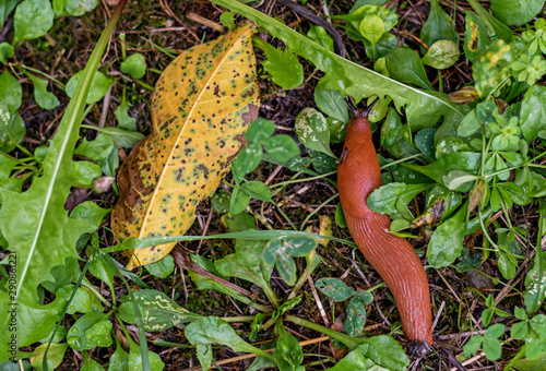 Yellow walnut leaf and Spanish slug Arion vulgaris snail on grassy field,high angle view,close-up