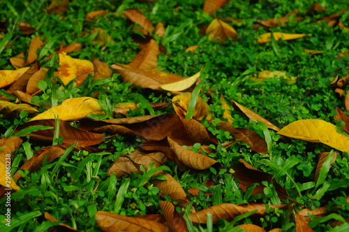 Fallen leaves on the lawn