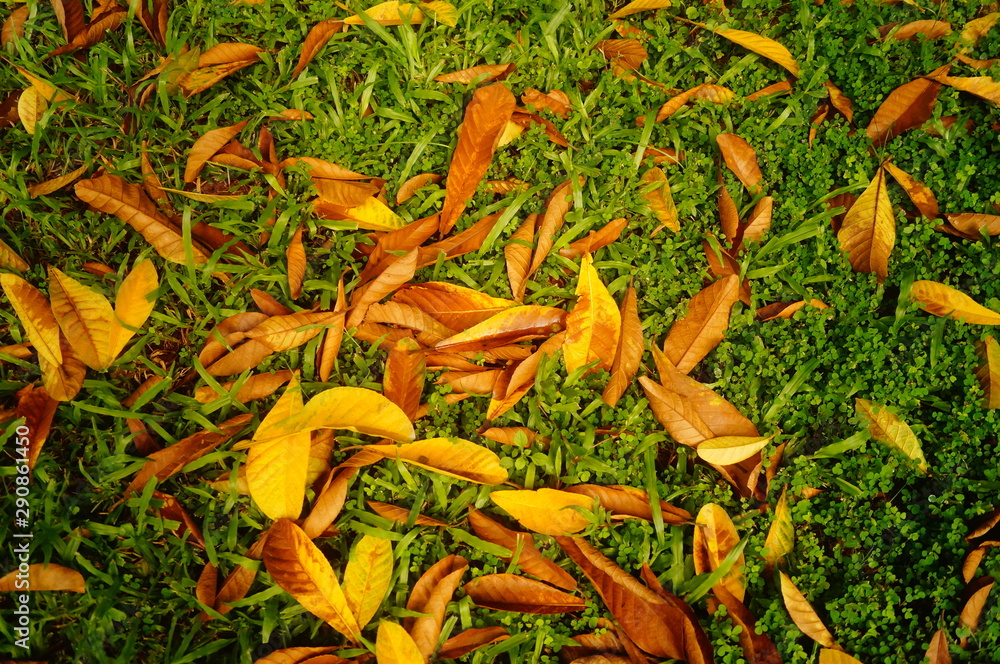 Fallen leaves on the lawn