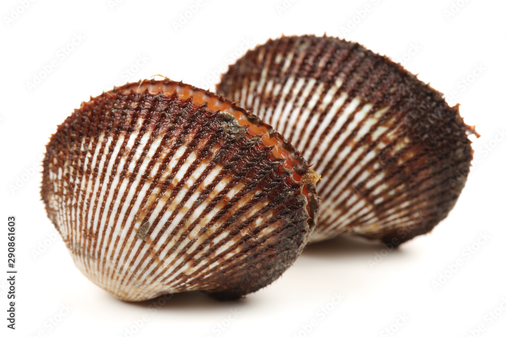 Fresh raw sea cockles clams Fresh raw sea cockles clams