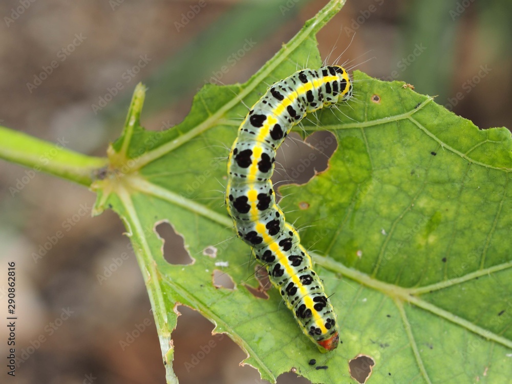 オクラの葉を食害するオオタバコガの幼虫