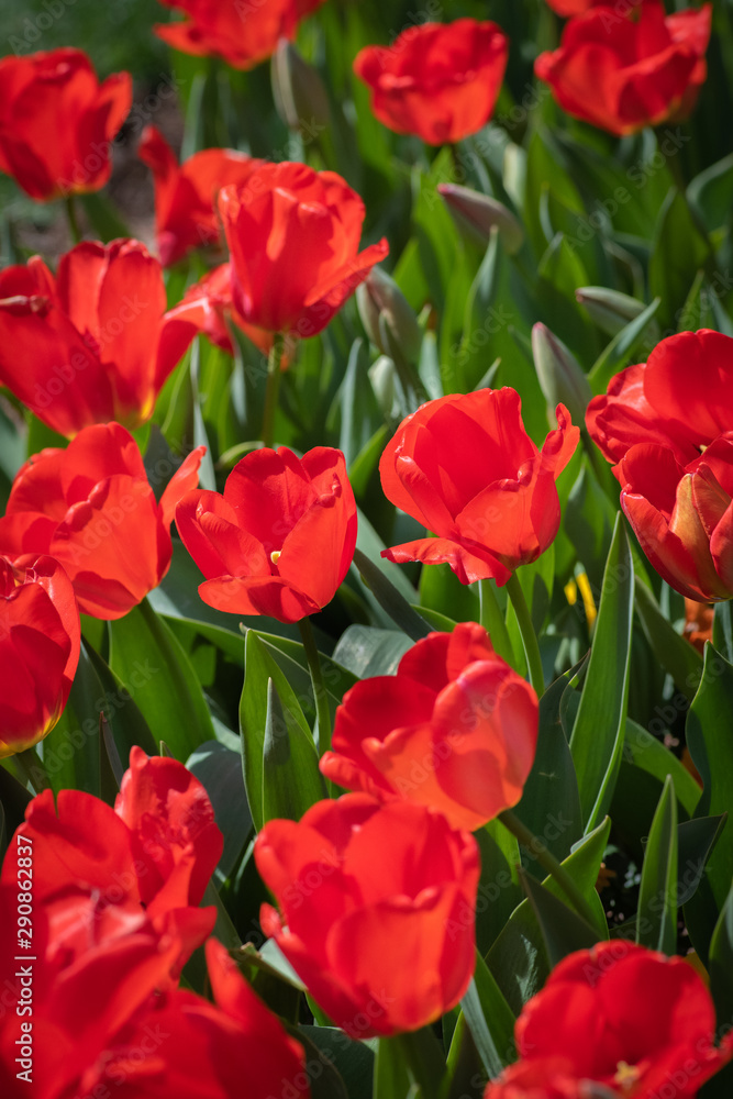 bright red tulips on a reen background