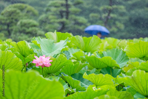 降りしきる雨の中