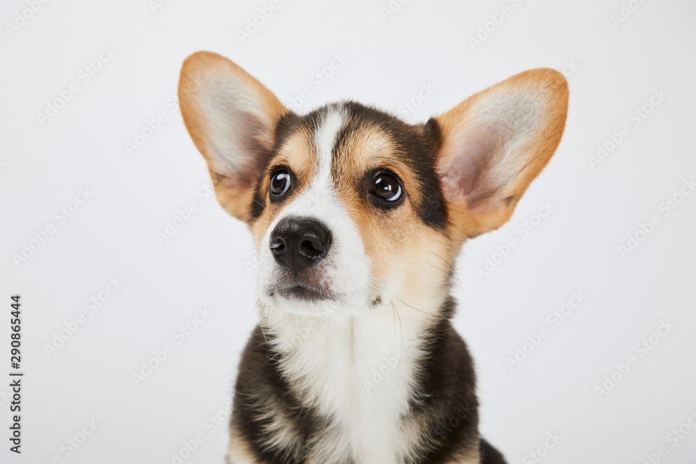 cute welsh corgi puppy looking away isolated on white