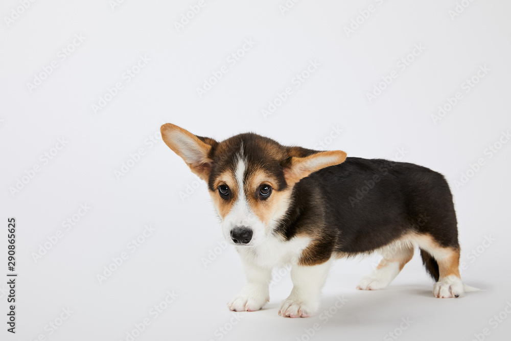 cute welsh corgi puppy looking at camera on white background