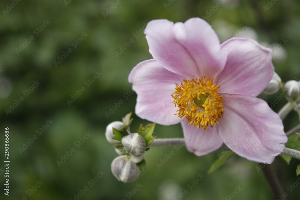 soft pink flower soft pink flower