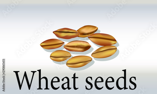 wheat seeds isolated 