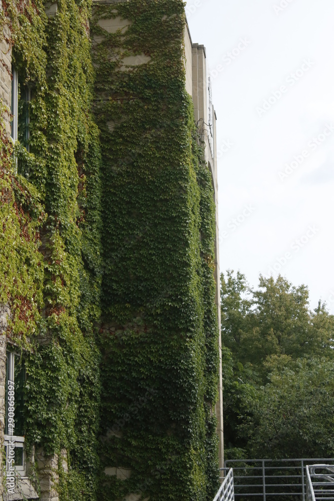 Obraz premium vine on wall