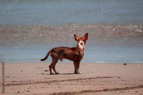 Perro chihuahua parado a la orilla del la playa mirando al horizonte
