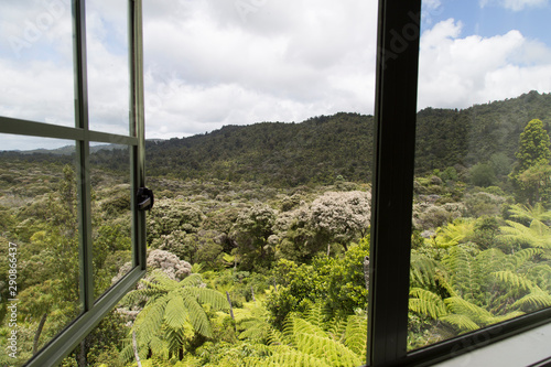 Looking out the window down to New Zealand native regenerated bush, scenic drive, waitakere ranges. Punga, tree ferns, manuka, kanuka, Kauri, Rimu. Beautiful NZ bush living. Fresh air, stunning view.