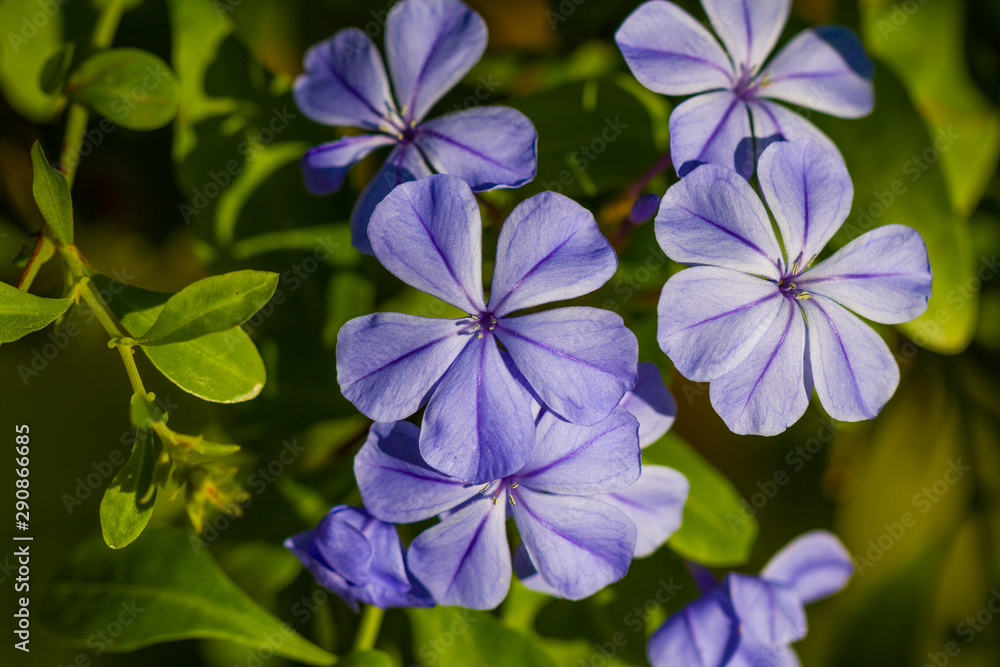 Fototapeta premium blue flowers on green background