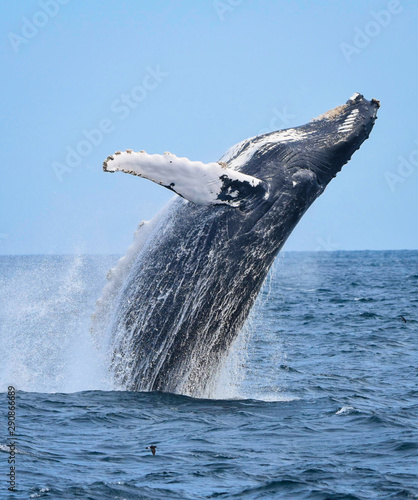 Breaching humpback whale (Megaptera novaeangliae).  Copy space. photo