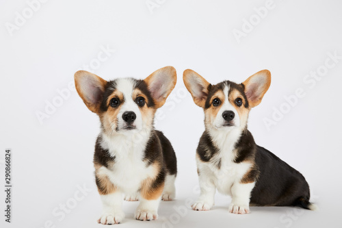 cute welsh corgi puppies looking at camera on white background © LIGHTFIELD STUDIOS