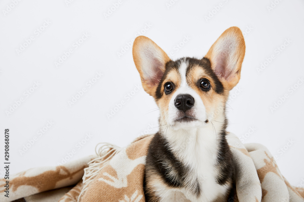 cute welsh corgi puppy in blanket isolated on white
