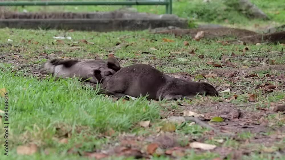 Two smooth coated otter (Lutrogale perspicillata) are drying their skin on a grass patch in SIngapore Urban City. Two smooth coated otter (Lutrogale perspicillata) are drying their skin on a grass patch in SIngapore Urban City.
