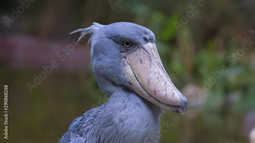 An amazing Shoebill (Balaeniceps rex) inspecting its environment. A very unique view with this rare African bird. Close shot with the eyes, the large bill and the blue-grey feathers. photo