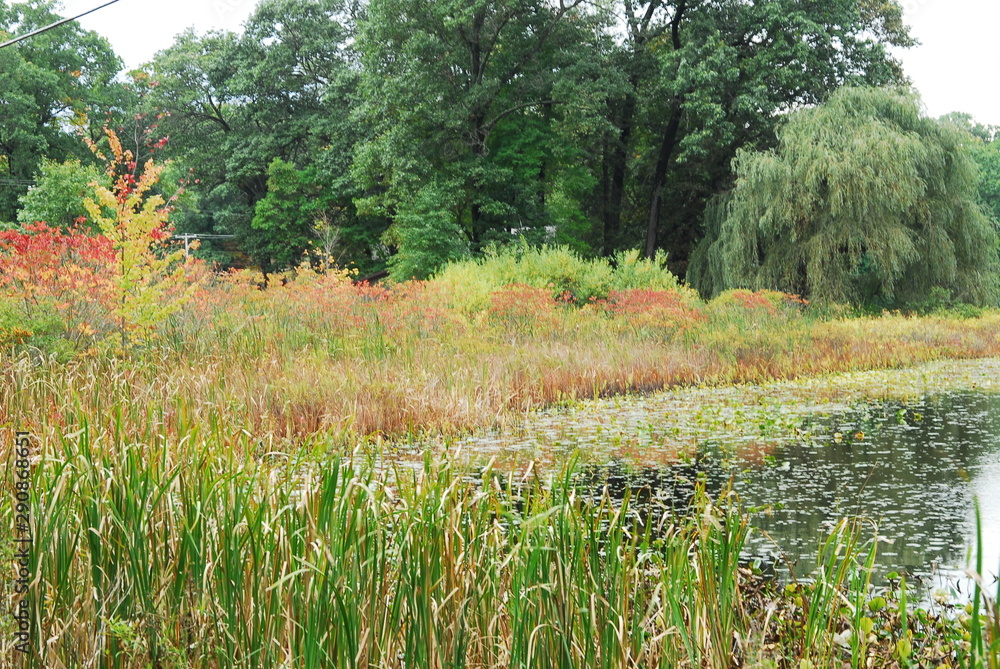 Obraz premium Fall Foliage