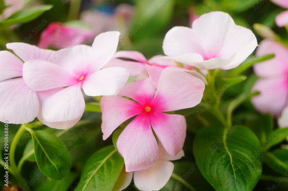 Beautiful periwinkle Beautiful periwinkle