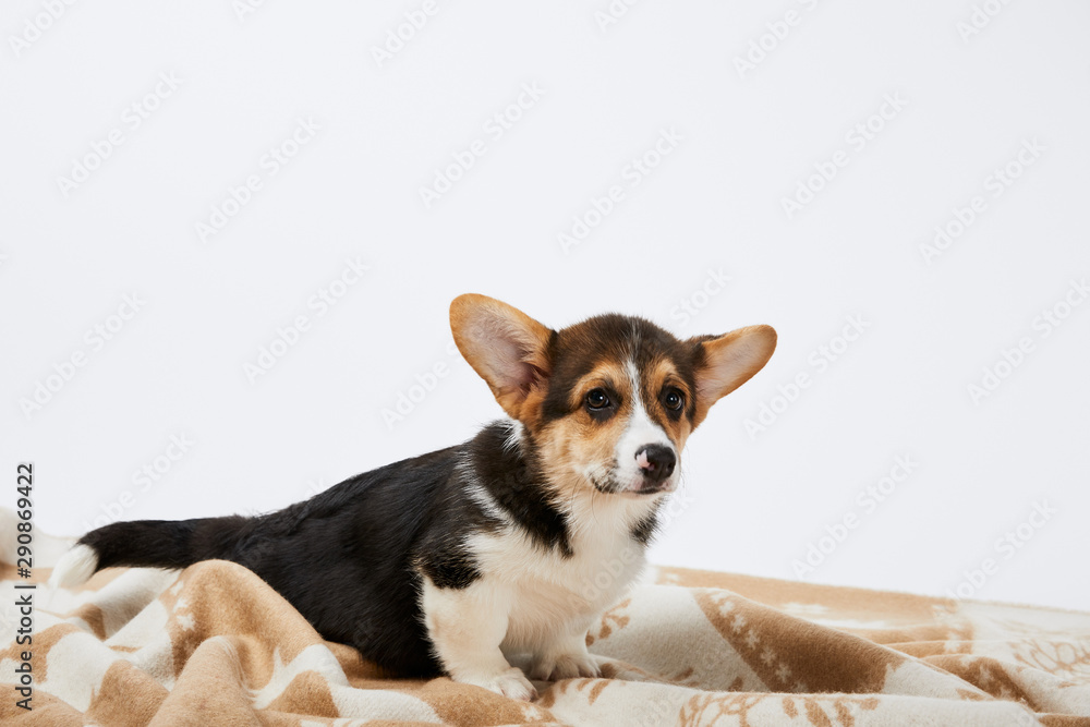 fluffy cute welsh corgi puppy on blanket isolated on white