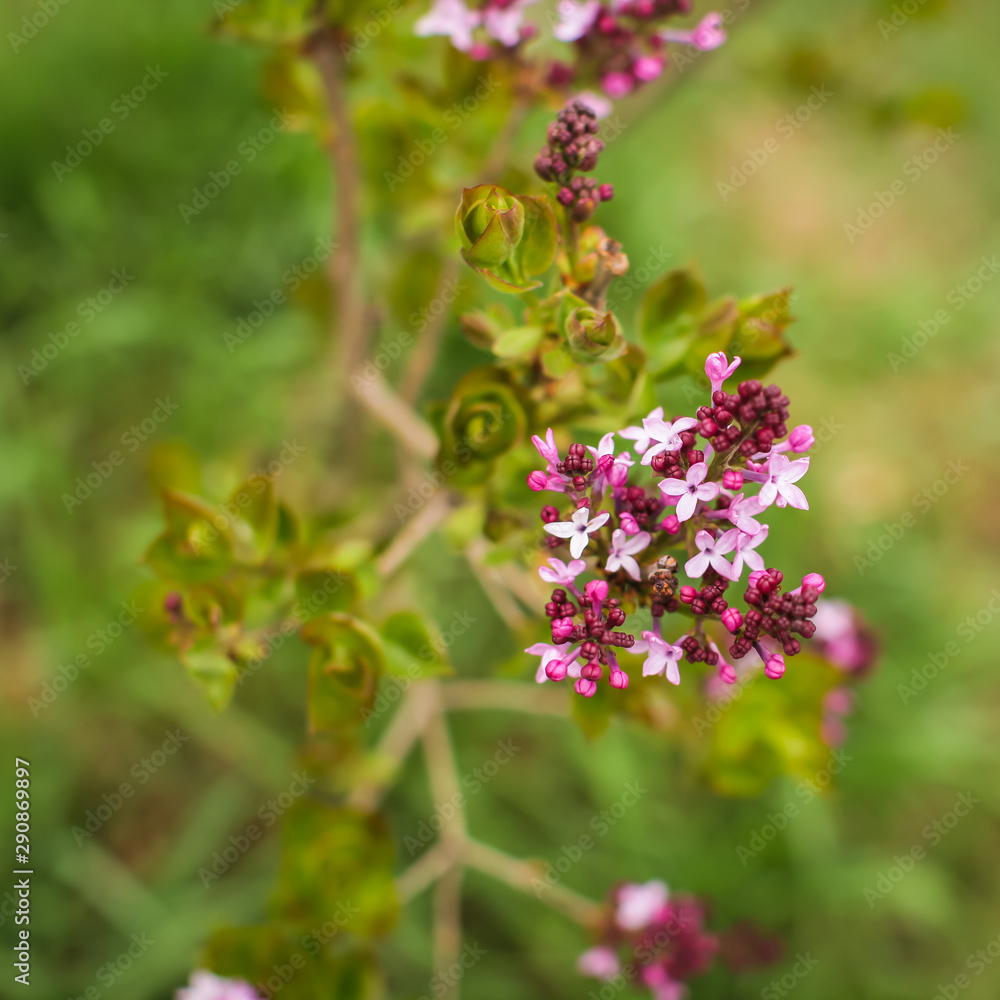Close up spring lilac blossoming buds. Macro spring natural backgroung. Close up spring lilac blossoming buds. Macro spring natural backgroung.