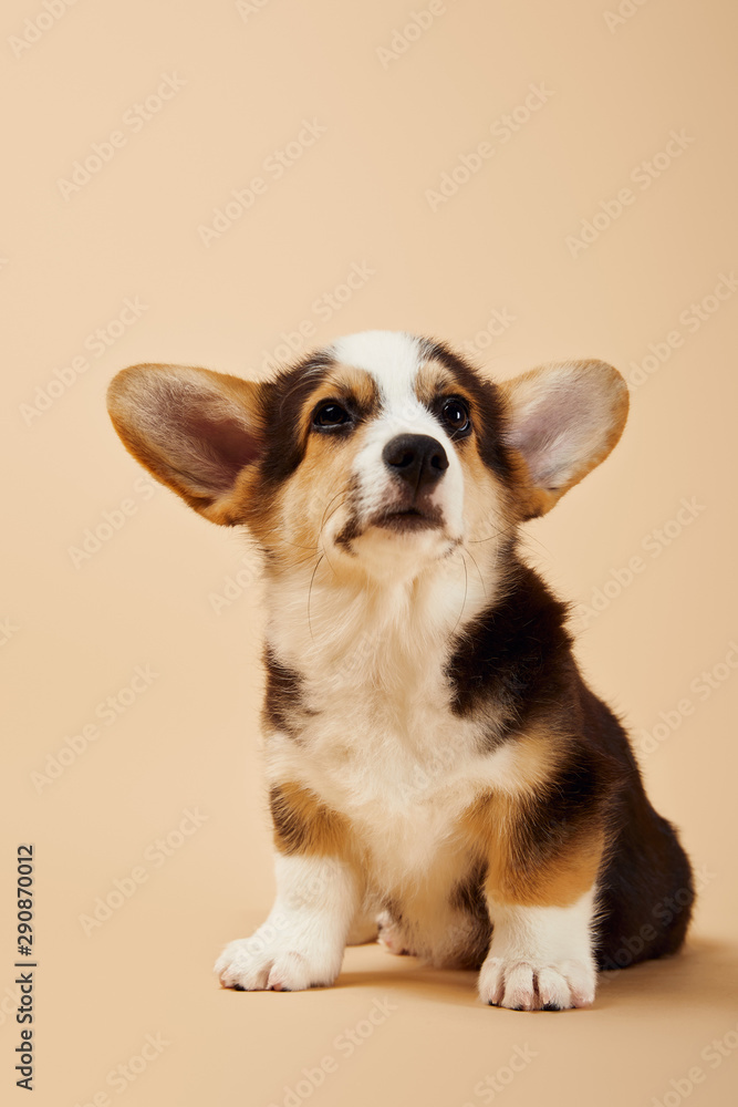 cute fluffy welsh corgi puppy on beige background