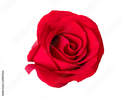Fototapeta Naklejka Na Ścianę i Meble -  Beautiful blossom red rose  on white background