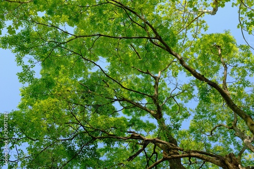 Dekoracja na wymiar  low-angle-shot-of-a-green-leafed-tree-with-a-clear-sky