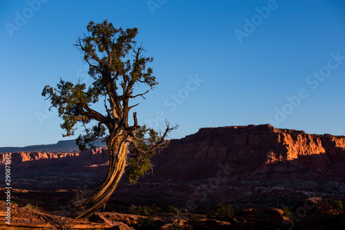 Lone Desert Tree 1