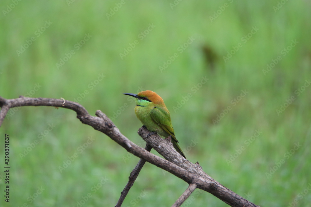 Obraz premium Bee-Eater on a branch