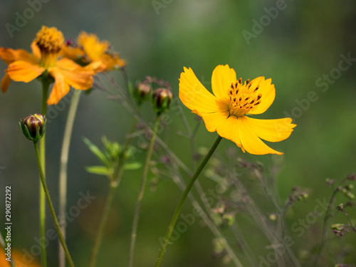 Views of a yellow Cosmos sulphureus