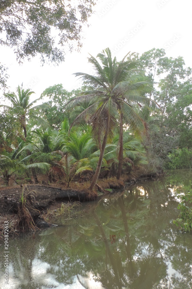 Obraz premium palm trees on the beach