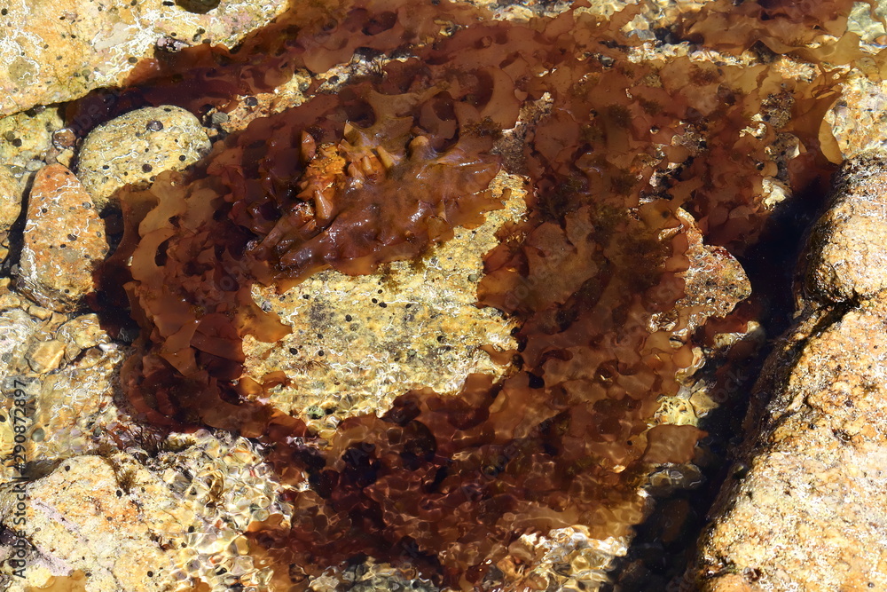 Fototapeta premium Red seaweeds Palmaria on the rock in intertidal zone. 