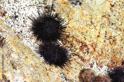Black sea urchins Strongylocentrotus nudus on sea rock in intertidal zone. Echinoderms in natural habitat. © Nick Kashenko