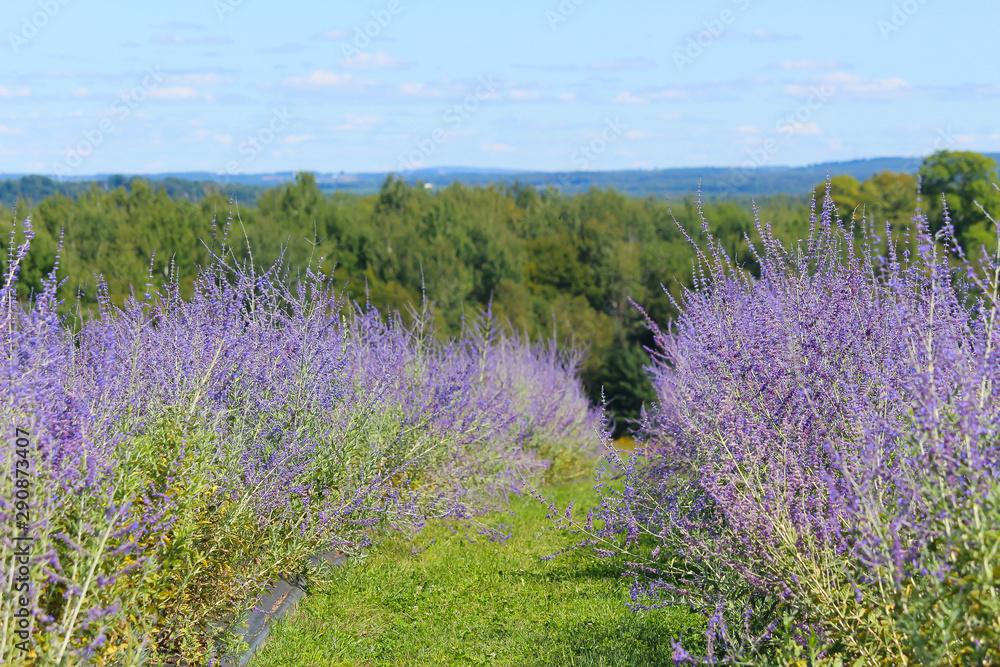 Obraz premium Beautiful purple lavender on field, Bleu Lavande, Stanstead, Quebec, Canada