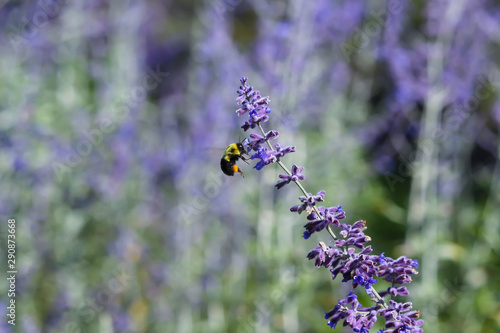 Beautiful purple lavender on field, Bleu Lavande, Stanstead, Quebec, Canada photo