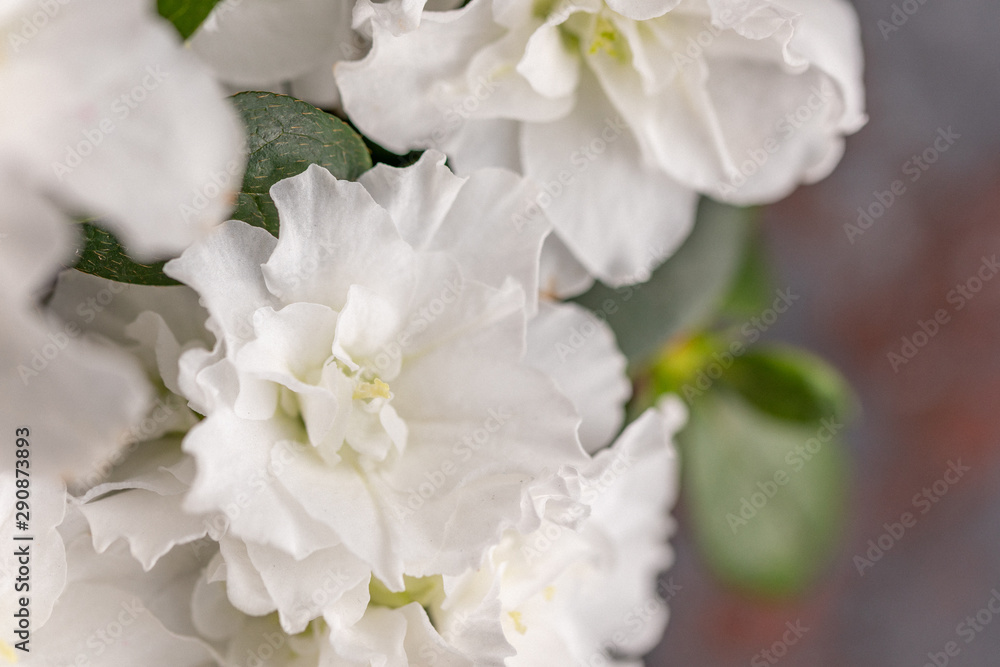 Obraz premium Azalea. Rhododendron. Blooming white azalea bush of a textured background.