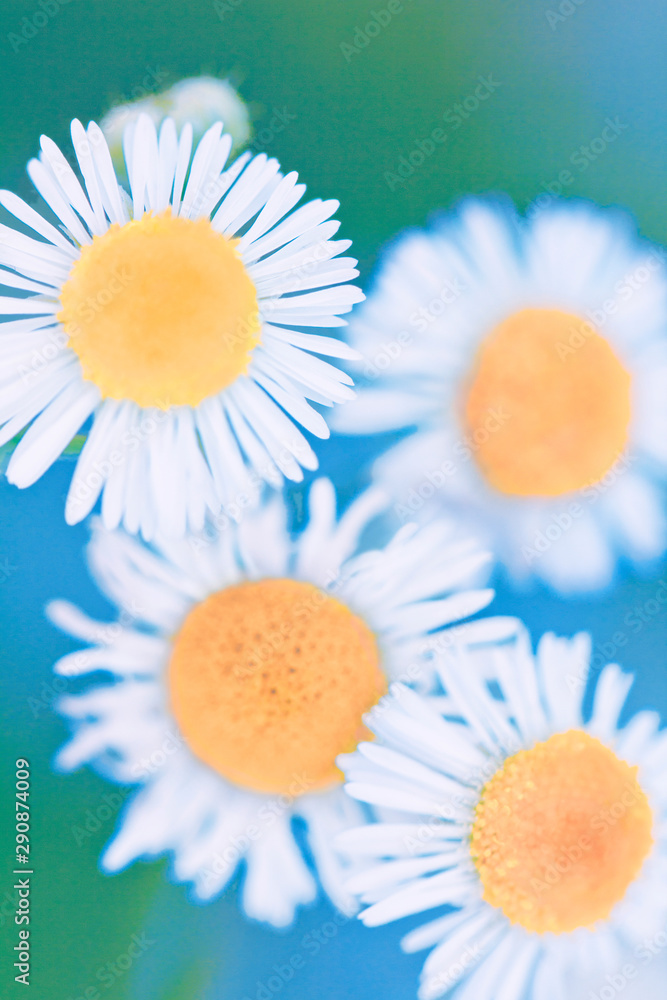 Fototapeta premium daisies