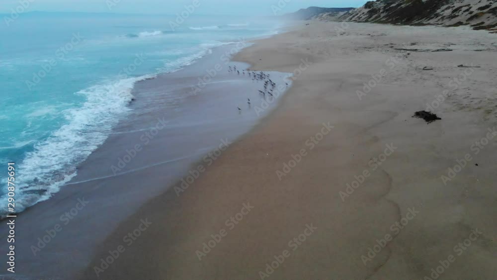 ED292_going closer to a group of small birds on the shore, then looking directly down while birds fly away ED292_going closer to a group of small birds on the shore, then looking directly down while birds fly away