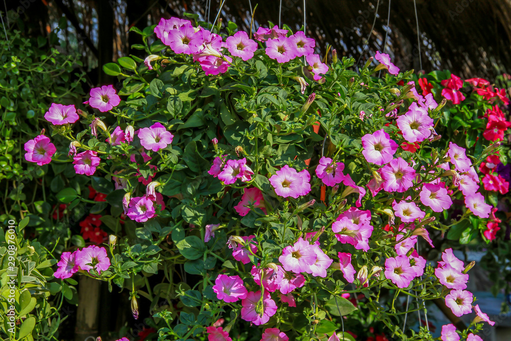 Fototapeta premium flower hanging on pot in the market