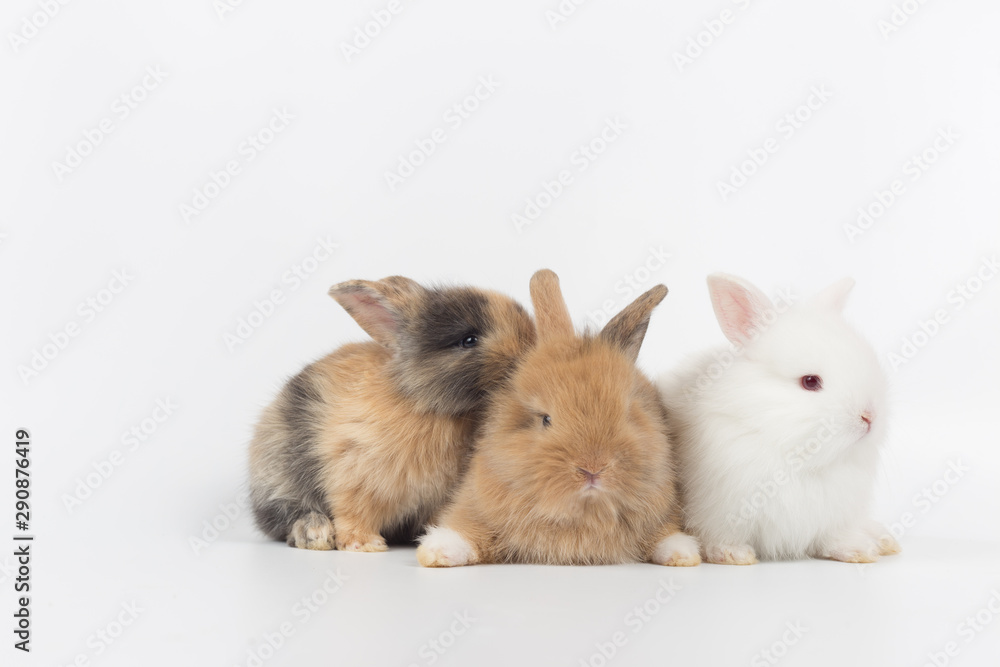 Obraz premium Baby rabbit 1 month old on white background