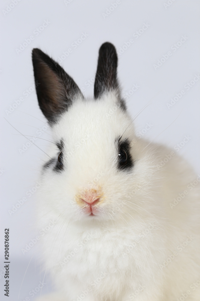 Adorable white and black small Netherlands dwarf rabbit or ND bunny on white background