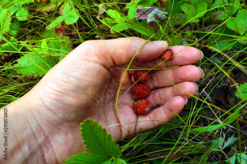 Picking red berries.