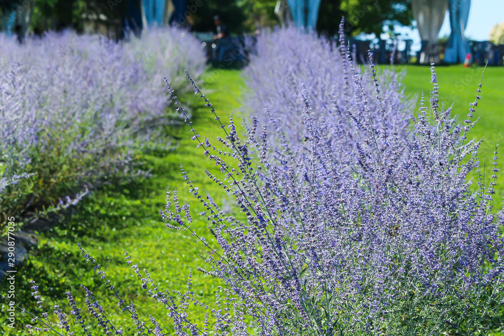 Obraz premium Beautiful purple lavender on field, Bleu Lavande, Stanstead, Quebec, Canada