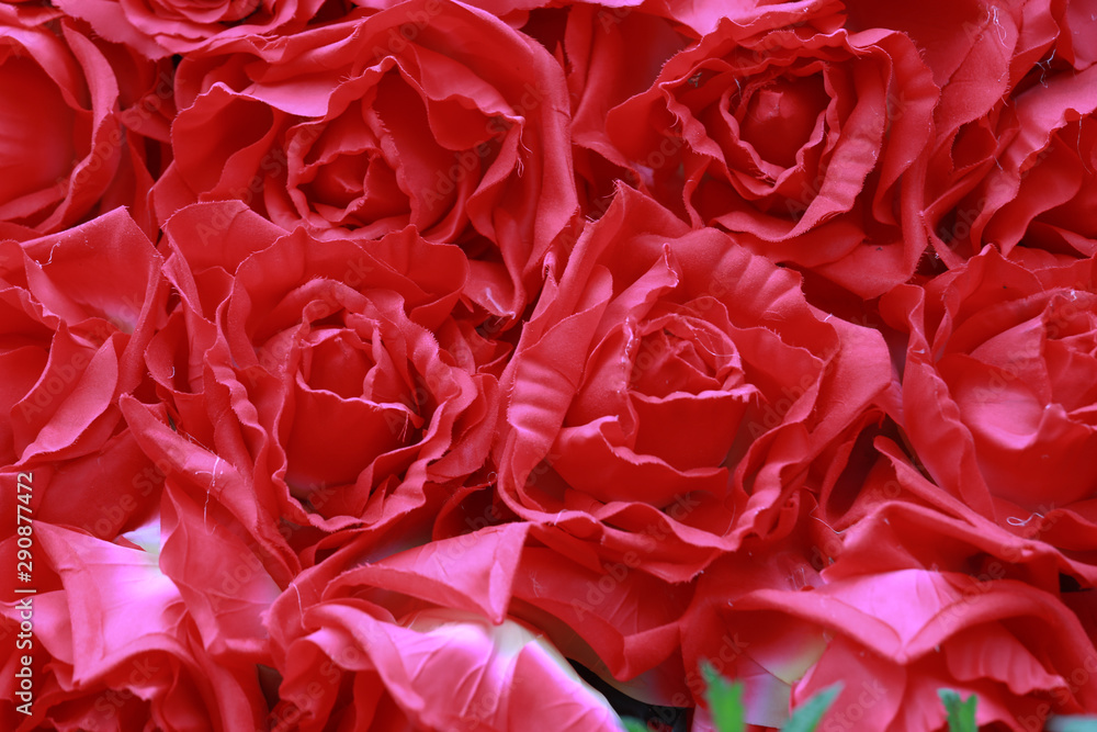 Red rose for love as Saint Valentine's day. Full screen of red flower as for background or backdrop for celebrating concept Red rose for love as Saint Valentine's day. Full screen of red flower as for background or backdrop for celebrating concept