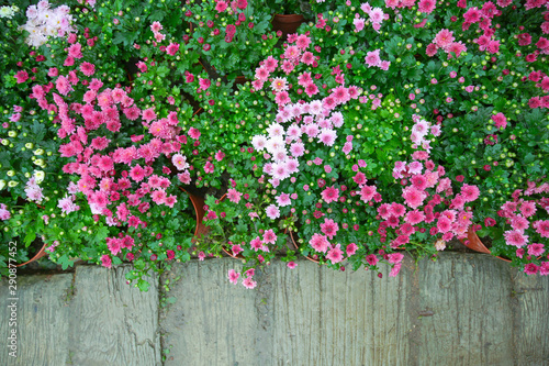 Pink fresh lovely blossom chrysanthymum with green leaves on wood walk in beautiful decorated garden